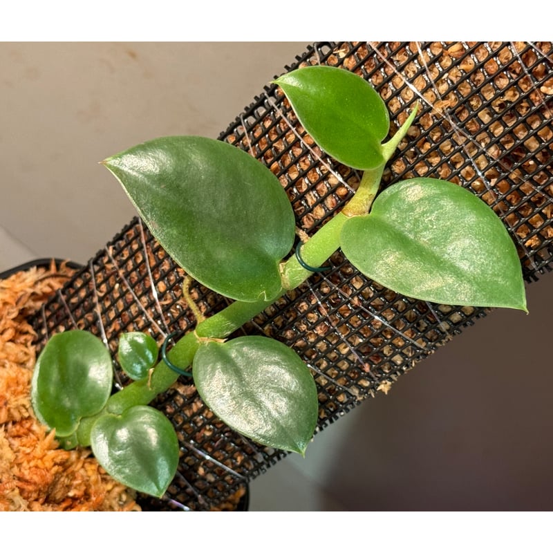 熱帯植物: Rhaphidophora sp. Kpg. Lui Muda 熱帯植物: Rhaphidophora sp. Kpg. Lui Muda 熱帯植物