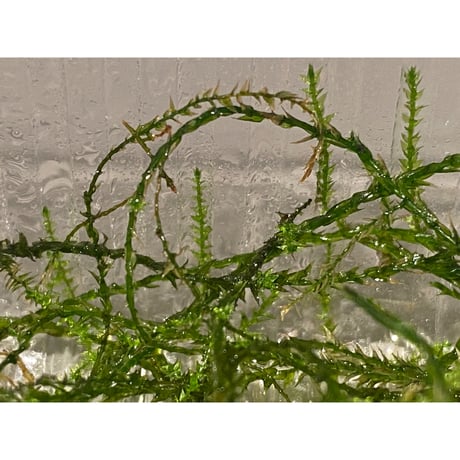 Moss from Borneo