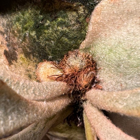 Platycerium veitchii 'Wild' (vp#2)