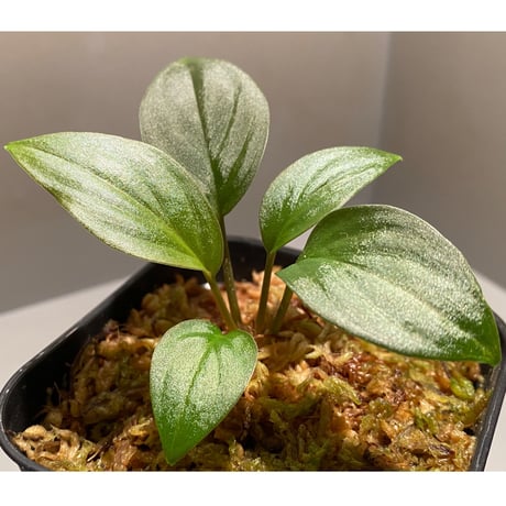 Homalomena sp. from West Kalimantan