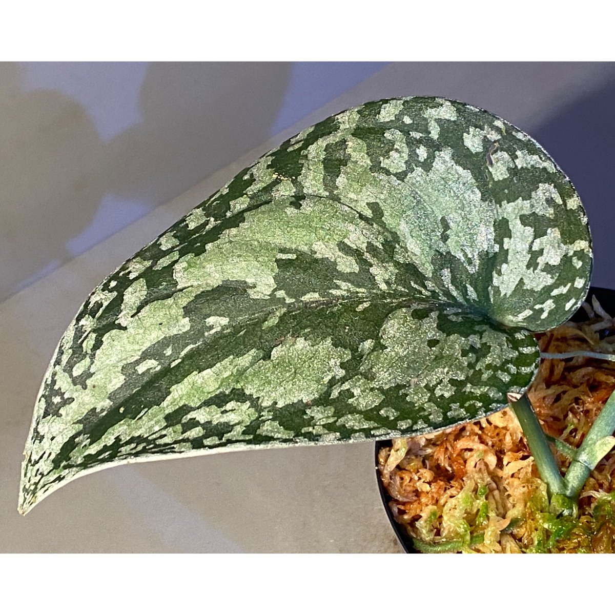 極上斑】Scindapsus Prabu 希少