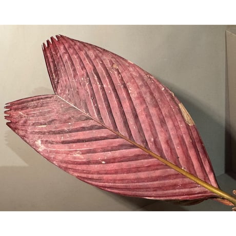 Pinanga veitchii  from Sanggau West Kalimantan