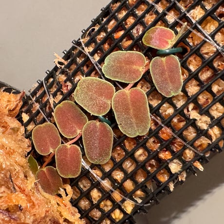 Marcgravia sp. "MELON"