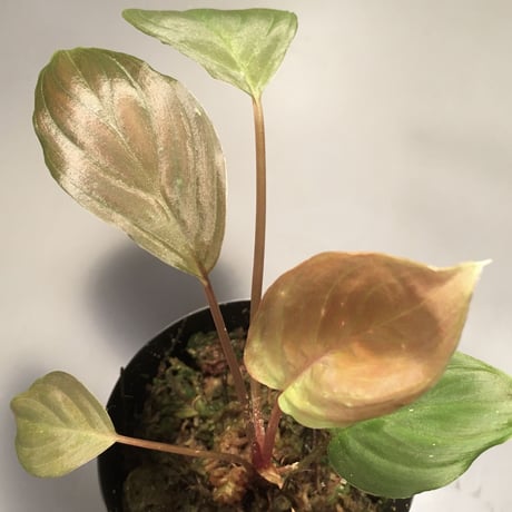 Homalomena sp. from Sekadau