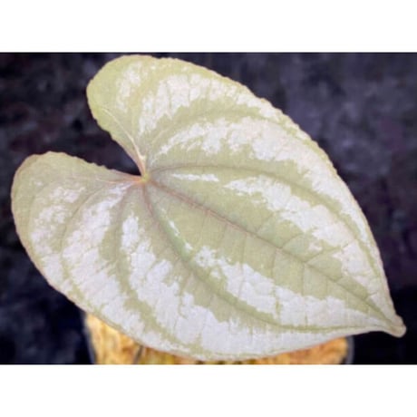 Dioscorea sp. from Chiang Mai [TK290518-1]