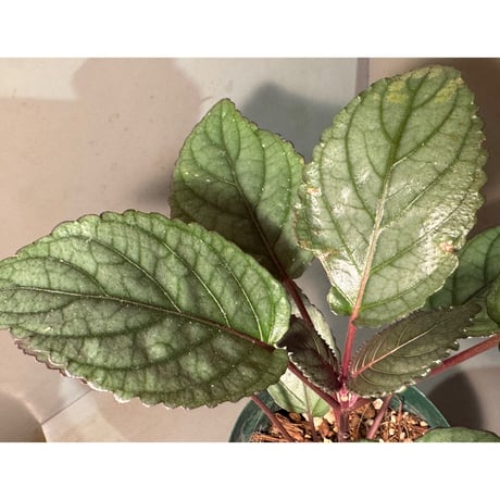 (常湿育成株) Hemigraphis alternata from Pulau Nias [HW0819-02]