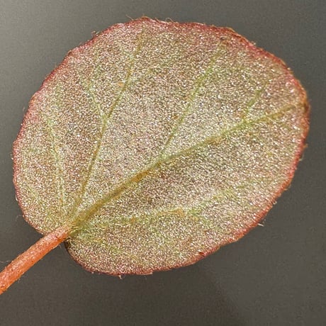 Begonia sp. f1 from Sumatera [NT ORCHID]
