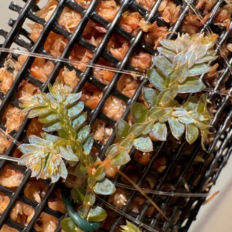Selaginella willdenowii