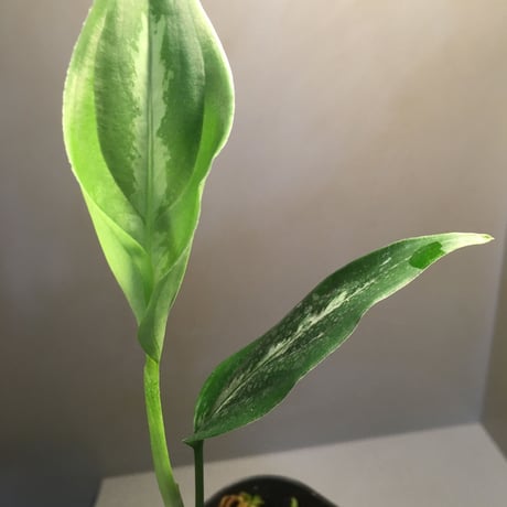 Aglaonema pictum "サイレント" from Sumatera Barat [AZ1212-3]