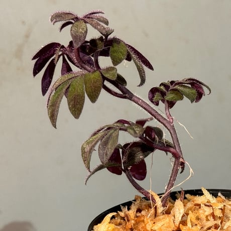 Solanum uleanum