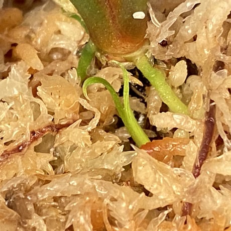 (大株) Homalomena sp. "蛟" from Sumatera Utara [LA0318-02]