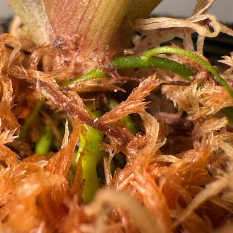 Cryptocoryne joshanii from Basilan island philippines [LA]