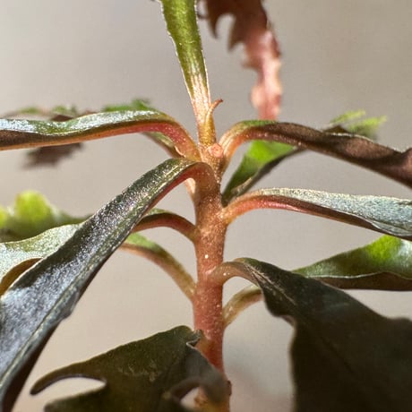 Labisia sp. from Jambi Sumatera