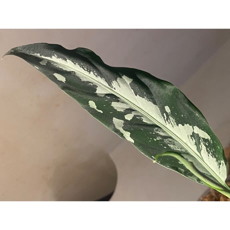 Aglaonema pictum A "しるば〜らいん" from Aceh sumatera [LA0217-04]