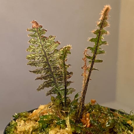 Trichomanes sp. from Iquitos Peru [tanakay]