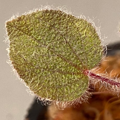 Sonerila dongnathamensis [LA]