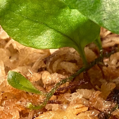 Microsorum sp. "Timika" Papua [TB]