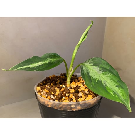 Aglaonema pictum "type Eureka" from Pulau Nias [AZ0512-10]