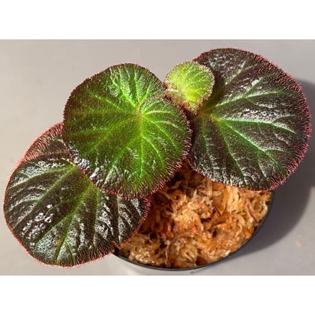 Begonia sp. from Manaus