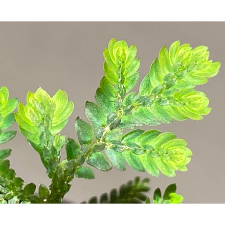 Selaginella wallichii 伊藤蟻植物農園