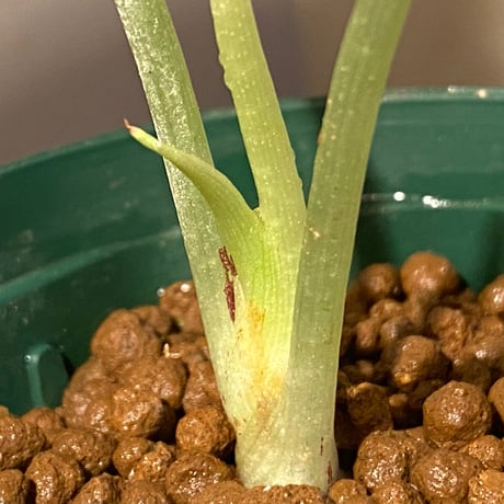 Alocasia melo
