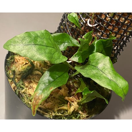 Microsorum sp. "Timika" Papua [TB]