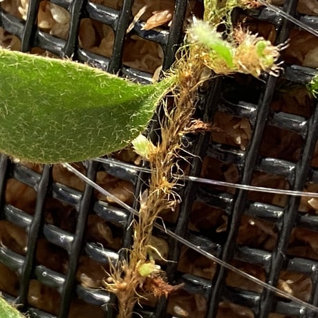 Pyrrosia nummularifolia from Santa Fe Luzon Philippines [KSB]