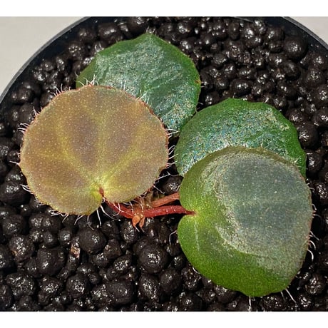 Begonia Nahangensis from Na Hang [YH1117] TK