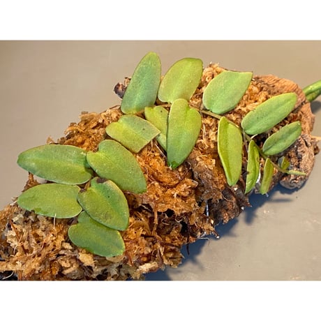Marcgravia sp. from Colombia [LA0316-03]