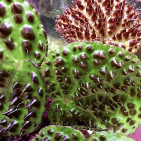 Begonia melanobullata from Viet Nam