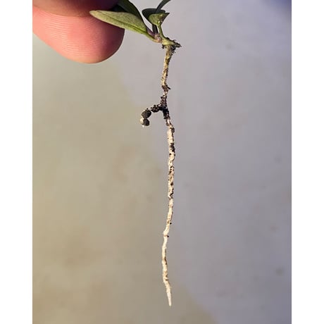 Bucephalandra sp. "Tapanguri" [MF0417-7A]