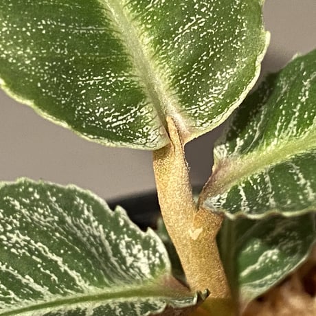 Ardisia sp. from Aceh Selatan [HW0816-03]