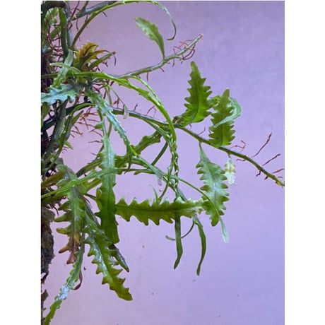 Solanopteris bifrons f1 from Madre de Dios [LA1017-04]