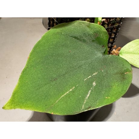 Philodendron sp. from Iquitos Peru [tanakay]