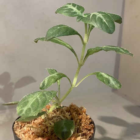 Gymnostachyum sp. from Sumatera Barat [LA0414-01]