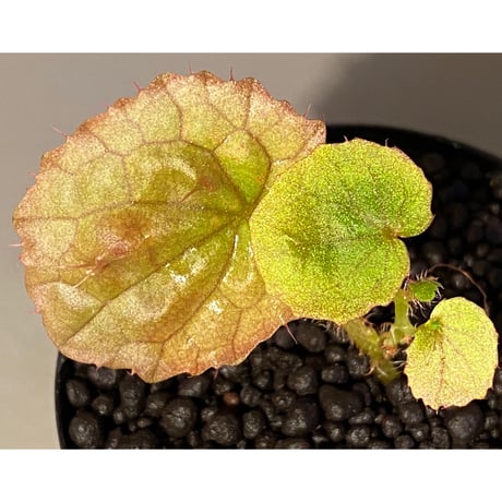 Begonia susaniae