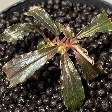 Bucephalandra sp. "Kedagang" [ID便] ③