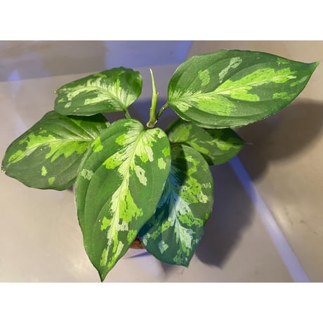 Aglaonema pictum "Blue Nias" from Pulau Nias [AZ0912-3.5]