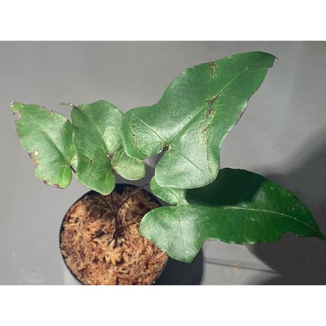 Hemionitis arifolia from Prachuap Khiri Khan Thailand