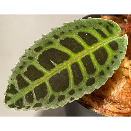 Emblemantha urnulata (Labisia sp.) from Riau sumatera [LA0815-01]