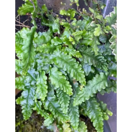 Teratophyllum sp. "Birdwing-fern" from Bentong [AZ0117-3]