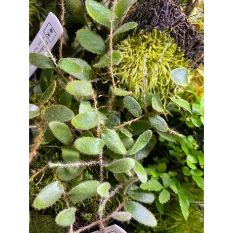 Pyrrosia nummularifolia from Santa Fe Luzon Philippines [KSB]