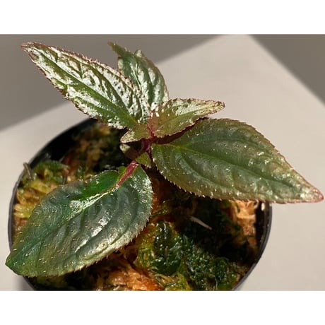 Sonerila sp. wf1 from Phang Nga Thailand [KZT]