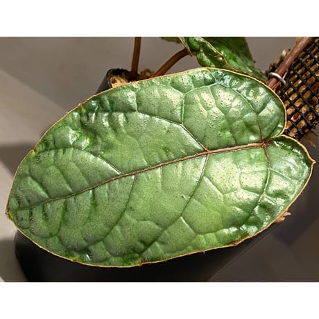 Pterisanthes sp. from Sabah-1 [R0515-01a]