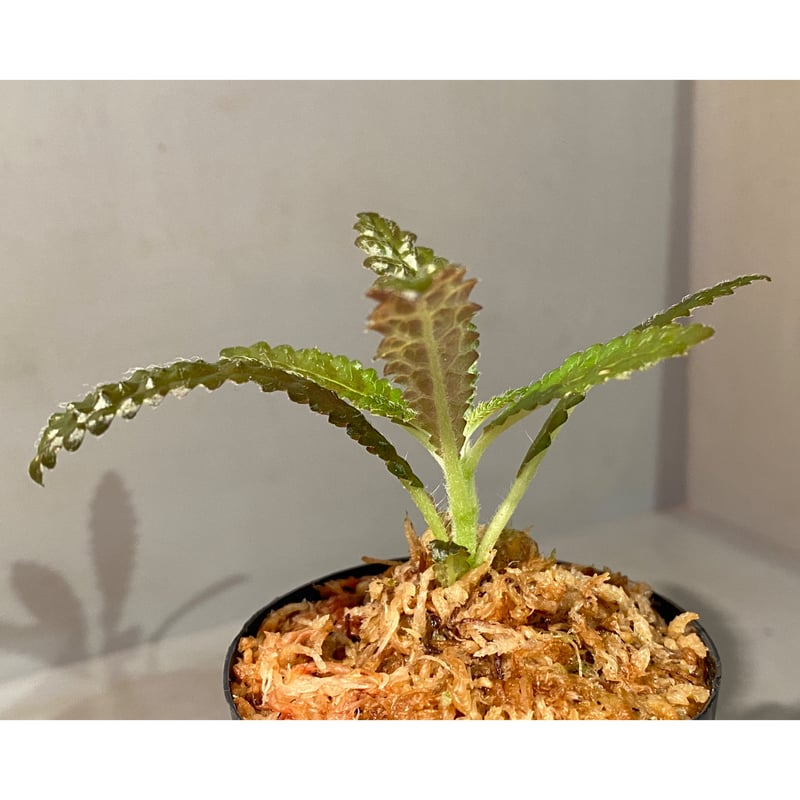 Nautilocalyx pemphidius | M・R・G・R