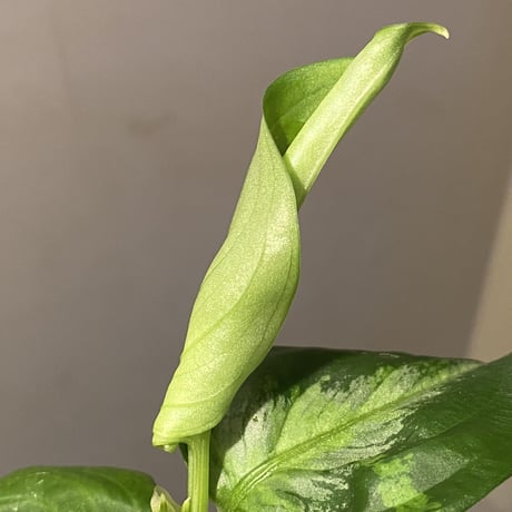 Aglaonema pictum "Hierophant-Green" 法皇緑 from Sumatera Barat [AZ0512-X]