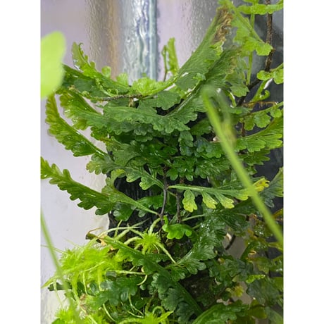 Teratophyllum aculeatum from Nanga pinoh [TB]