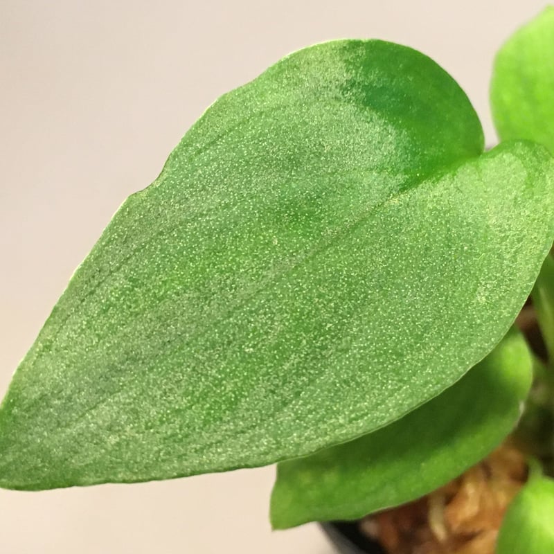 Homalomena sp. Gunung Chamah [TK260316] タグ付き |
