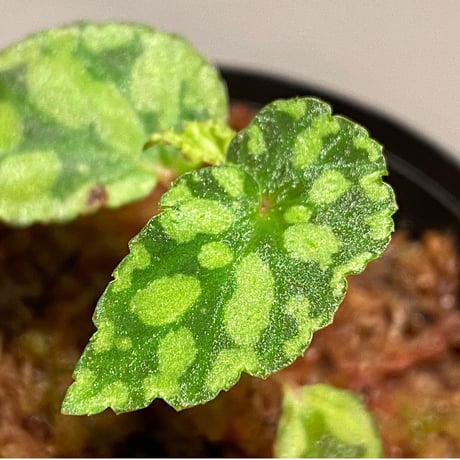 Begonia chlorosticta (Green) from Borneo Sarawak