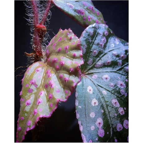 Begonia sp. from Muara Wahau [TB]